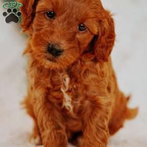 Charlie Brown, Mini Goldendoodle Puppy